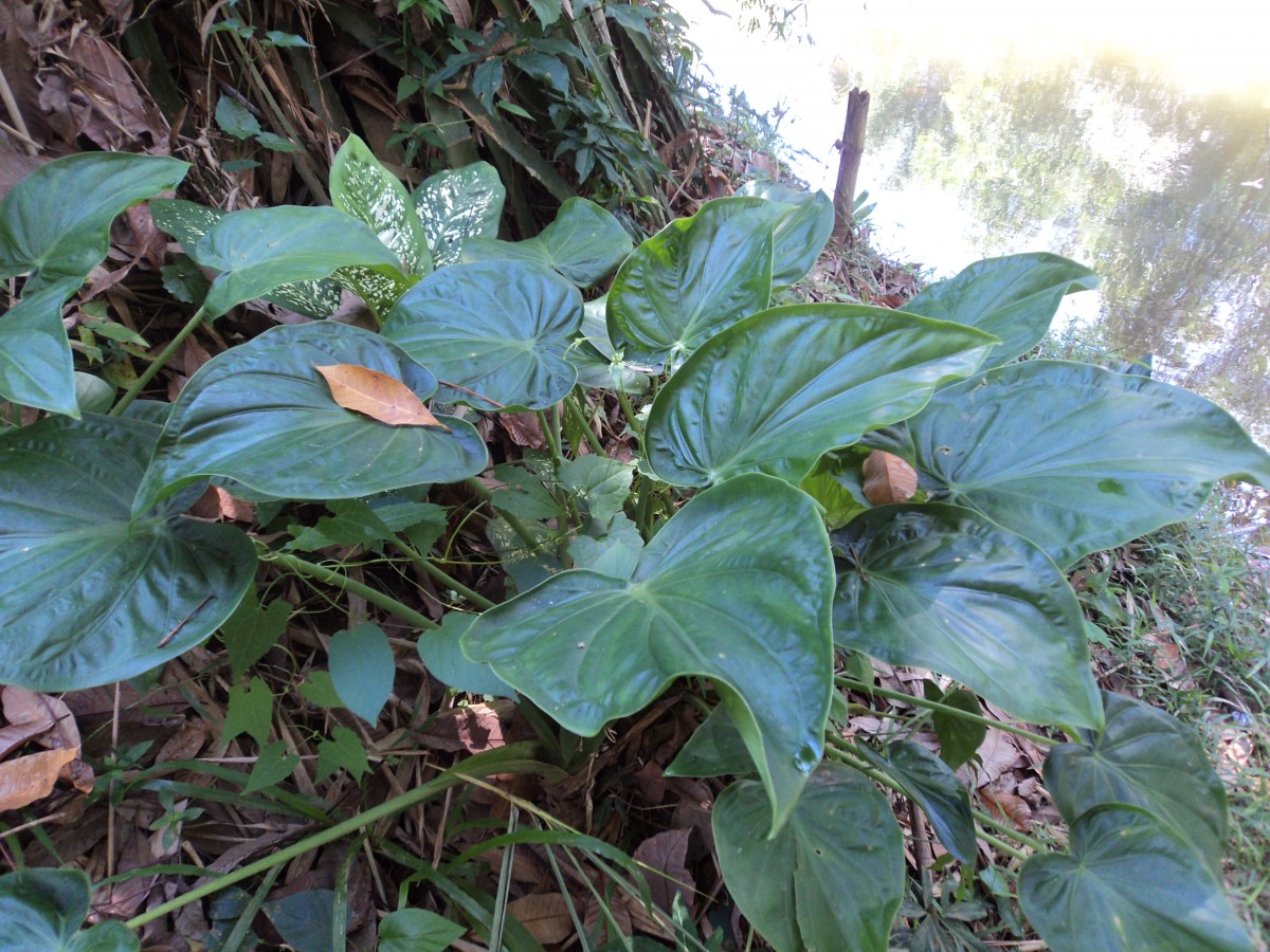 Alocasia cucullata (Lour.) G.Don